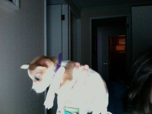 em mi perro xD (?)